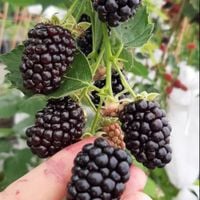 Jeżyna bezkolcowa GLORNIWA Słodka odmiana GLORIA Sadzonki w doniczkach