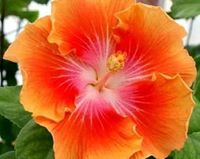 HIBISKUS pomarańczowy - sadzonki 70 / 100 cm