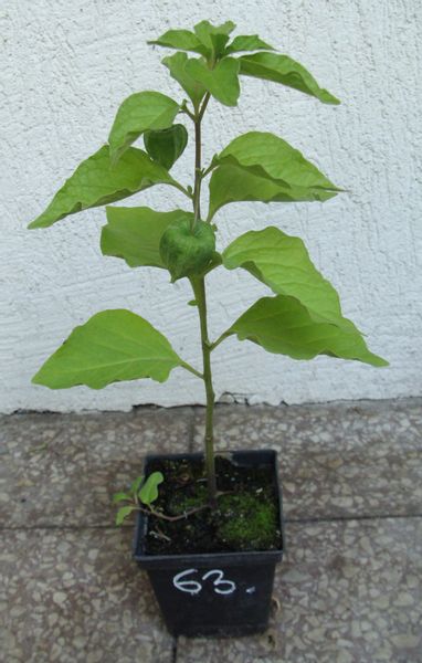 MIECHUNKA ROZDĘTA WINTER CHERRY - sadzonki w doniczkach NW zdjęcie 4