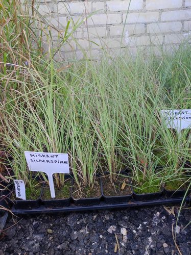 TRAWA MISKANT chiński Silberspinne PAKIET 10 szt - sadzonki 10 / 20 cm na Arena.pl