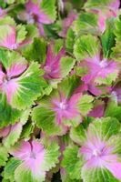 Hortensja ogrodowa Magical SPOOTLIGHT wielobarwna