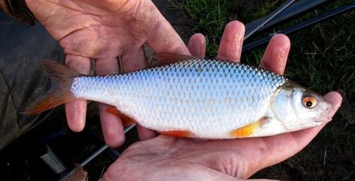 WĘDKA BOLONKA MISTRALL ZINO BOLOGNESE 5m /10-30g na Arena.pl