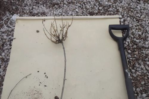 KRZEWUSZKA WEIGELA na pniu - sadzonki 100 / 120 cm na Arena.pl