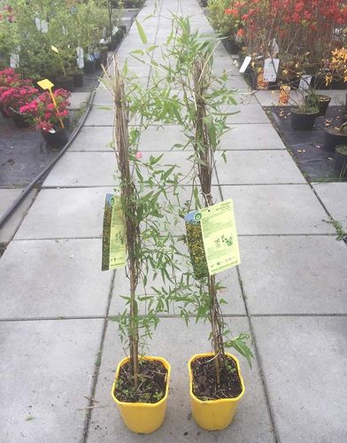 Powojnik Clematis Bill MacKenzie C2 E na Arena.pl