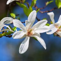 Magnolia japońska (Magnolia kobus) Doniczka 2.5L