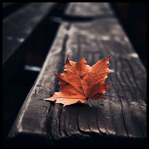 Plakat 60x60cm Pojedynczy Liść na Arena.pl