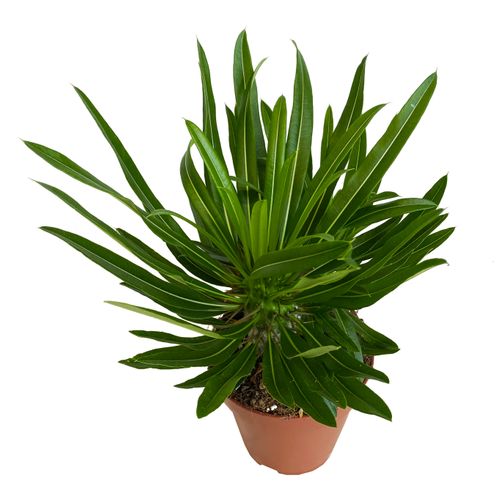 Pachypodium Lamerei 30 cm na Arena.pl