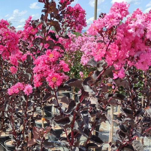 Lagerstroemia Black Diamond Shell Pink 40-60cm C2 na Arena.pl