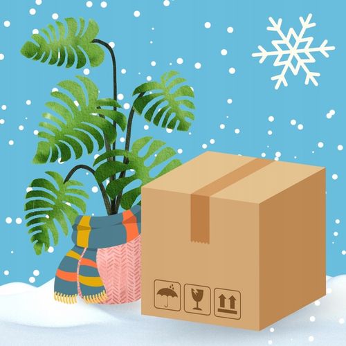 Monstera Dziurawa Adansonii JAK SZWAJCARSKI SER Monster Duże Liście na Arena.pl