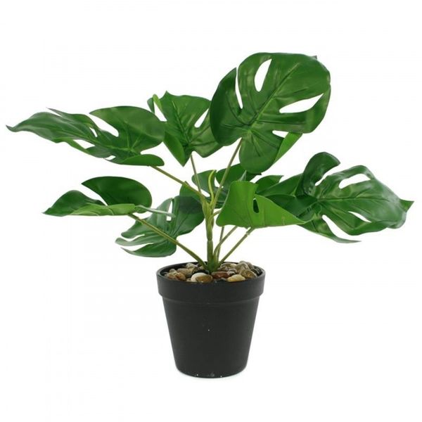 monstera  w doniczce 11 x 30cm zdjęcie 1