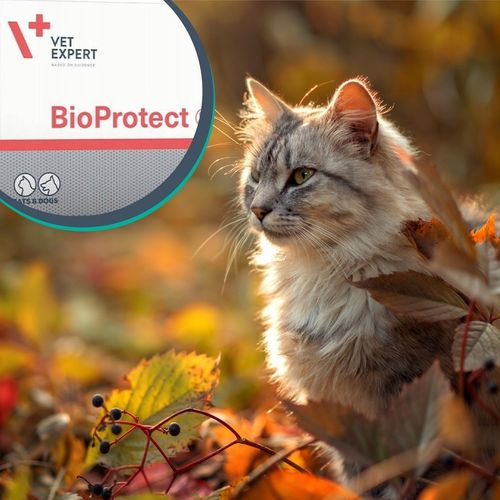 Probiotyk dla psów i kotów na biegunkę Vet Expert Bioprotect 60 kapsułek na Arena.pl