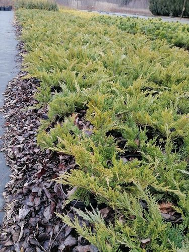 Jałowiec sabiński Tamariscifolia krzew okrywowy na Arena.pl