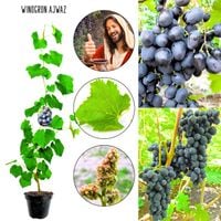 Winogron Ajwaz o dużych gronach KRZEW 60-90 cm