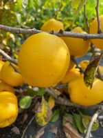 Pigwowiec japoński sadzonki CIDO pigwa nalewki sok