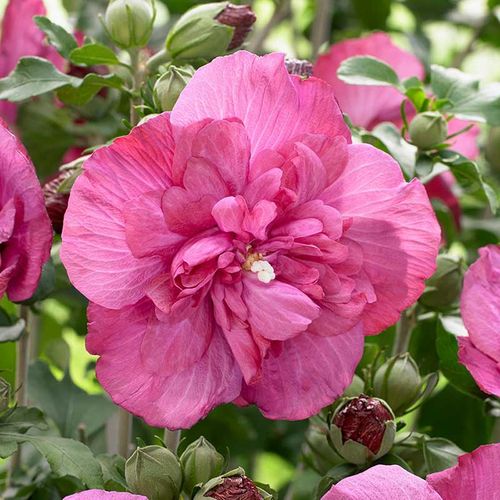 Ketmia syryjska Magenta Chiffon ® P9 E na Arena.pl