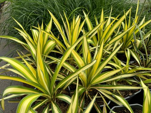 Juka karolińska 'Color Guard' Żółte Liście Na Skalniak (Yucca filamentosa) na Arena.pl