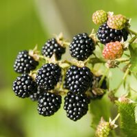 Jeżyna bezkolcowa CHESTER Obficie owocuje Soczyste owoce Sadzonki