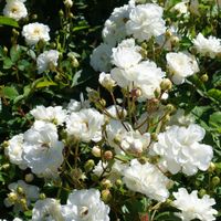 Róża okrywowa 'Alba Meidilan' Biała (Rosa) Doniczka 2.0L