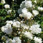 Róża okrywowa 'Alba Meidilan' Biała (Rosa) Doniczka 2.0L