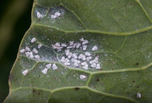 NeemAzal zwalcza ziemiórki stonkę mszyce owady ssące gryzące minujące 50ml na Arena.pl
