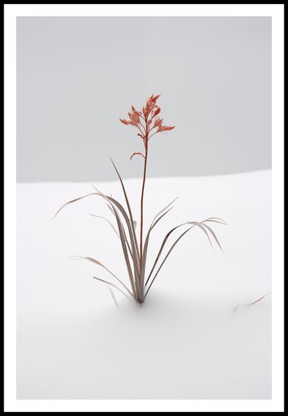 Plakat 61x91,5cm Subtelność Natury zdjęcie 3