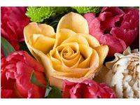 60X40CM ZROSZONA RÓŻA OBRAZ