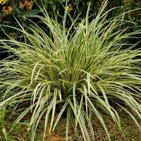 Turzyca EVERGOLD oszimska ZIMOZIELONA sadzonka PIĘKNA trawa OZDOBA ogrodu