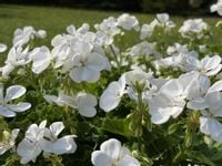 Pelargonia rabatowa BIAŁA (Pelargonium Zonale Paloma) sadzonki