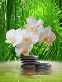 FOTOTAPETA STORCZYK NA KAMIENIU TRAWA PIĘKNE SALON