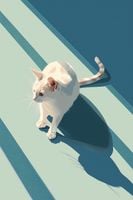 Plakat 30x45cm Kocia Persona