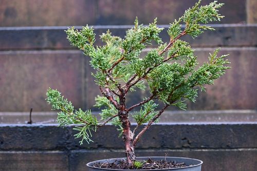 Jałowiec chiński Shimpaku - Juniperus chinensis 0066 na Arena.pl