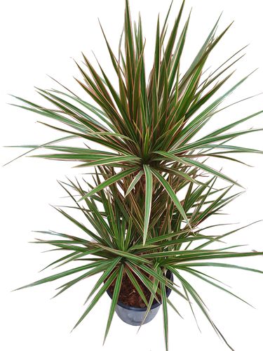 DRACENA BICOLOR 80 cm na Arena.pl