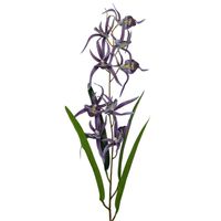 Storczyk pojednczy gumowany fioletowy