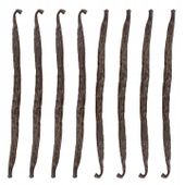 LASKA WANILII 13-16 cm Wanilia Laski Madagaskar Jakość 1 Kol-Pol - 8 sztuk