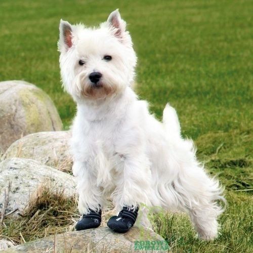 TRIXIE Walker Active Buty psa ochronne z protektorem oddychające 2 szt. XL na Arena.pl