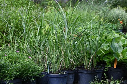 Miskant chiński Zebrinus - Miscanthus sinensis na Arena.pl