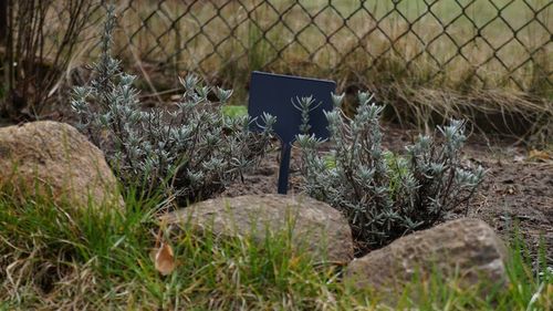 Tabliczki Ciemne Szare 7x10,5do opisu roślin na Arena.pl