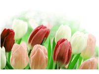 60X40CM CZERWONE TULIPANY OBRAZ