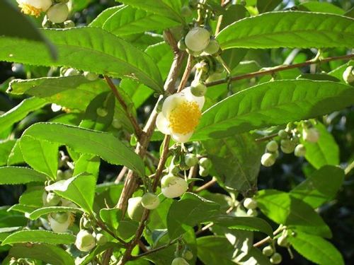 Herbata chińska camellia sinensis C1 na Arena.pl