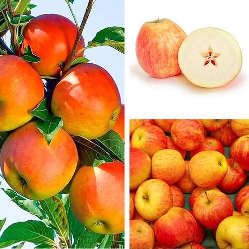 SADZONKI DRZEWKA OWOCOWE JABŁOŃ KOKSA POMARAŃCZOWA O SMAKU GRUSZKI na Arena.pl