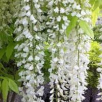 GLICYNIA SNOW SHOWER - Wisteria sadzonki w don. !