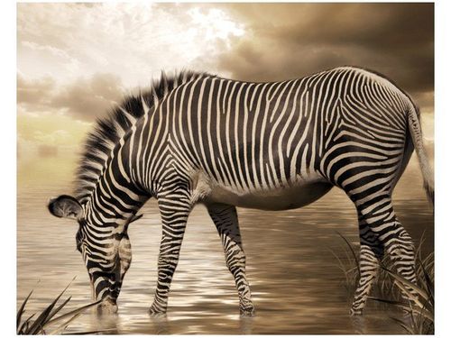 40X50CM ZEBRA WODOPOJU OBRAZ na Arena.pl
