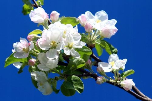 JABŁOŃ PAPIERÓWKA - NAJWCZEŚNIEJSZE- KARŁOWA !!! na Arena.pl