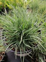 Strzęplica sina na skalniak