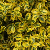 M TRZMIELINA ENONYMUS EMERALDEN EMERALDEN GOLD