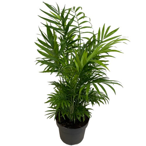 CHAMEDORA (Chamedorea) 60 cm na Arena.pl