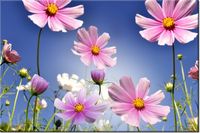 product-compare-58693824