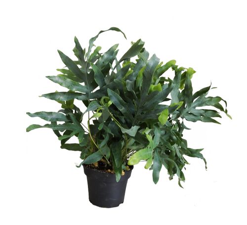 PAPROĆ  PHLEBODIUM BLUE STAR 45cm na Arena.pl