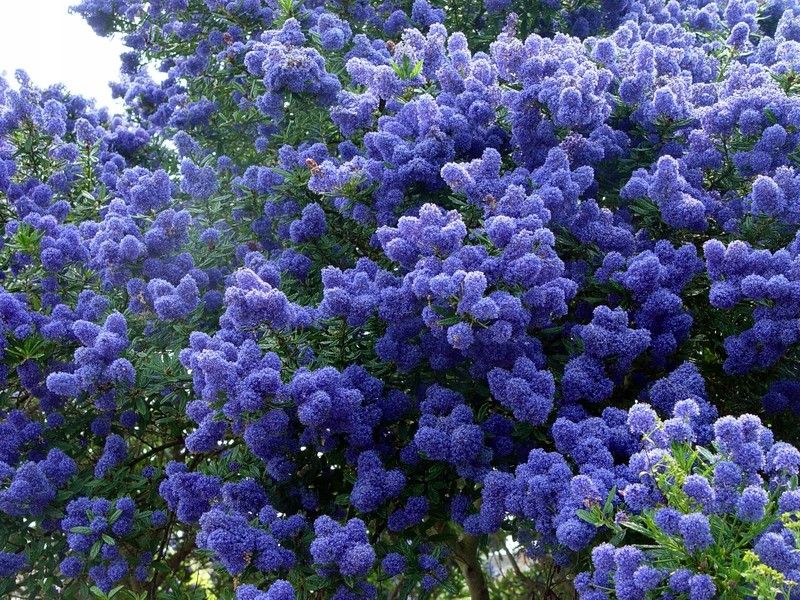 Prusznik niebieski Victoria P9 zdjęcie 3