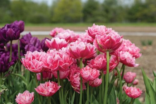 TULIPAN cebulki DOUBLE MIX KOLORY RÓŻU 20 szt. + GRATIS na Arena.pl